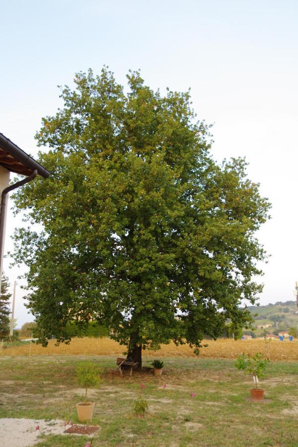 Beb Montefratta Bed & Breakfast Fratta Terme Exterior photo